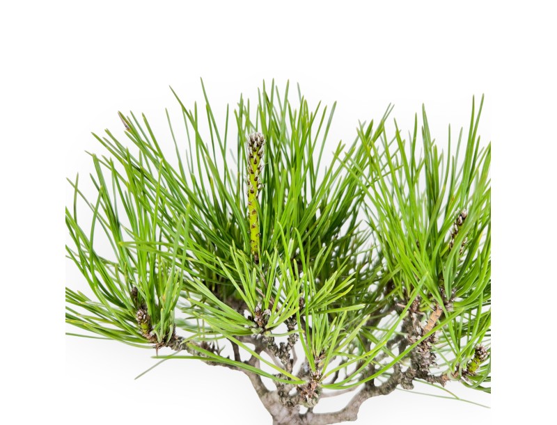 Bonsai von Pinus thunbergii 42 cm| Quadratisch Steingut Topf