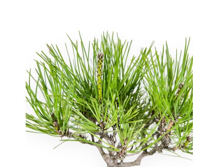 Bonsai di Pinus thunbergii da 42 cm | Vaso quadrato grès