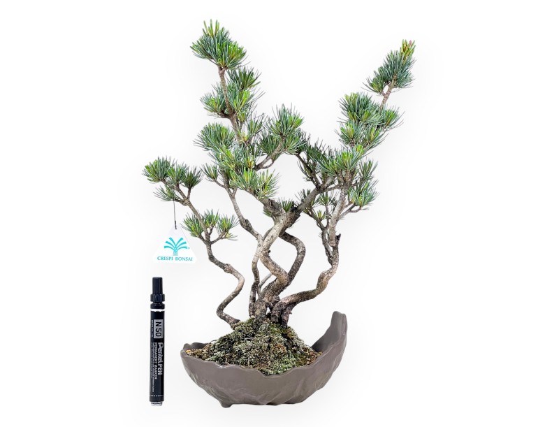 Bonsái de Pinus Pentaphylla 40 cm| Maceta media luna de gres