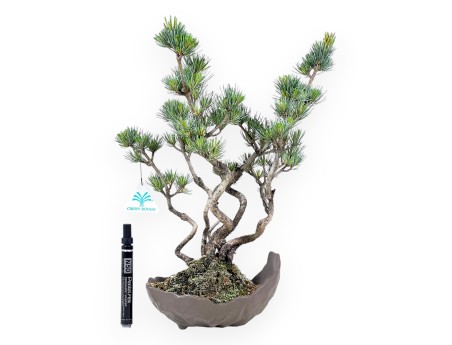 Bonsai van Pinus Pentaphylla 40 cm | Halvemaan ongeglazuurde pot