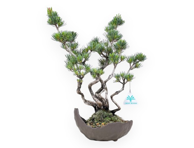 Bonsai di Pinus Pentaphylla da 40 cm| Vaso mezzaluna in grès
