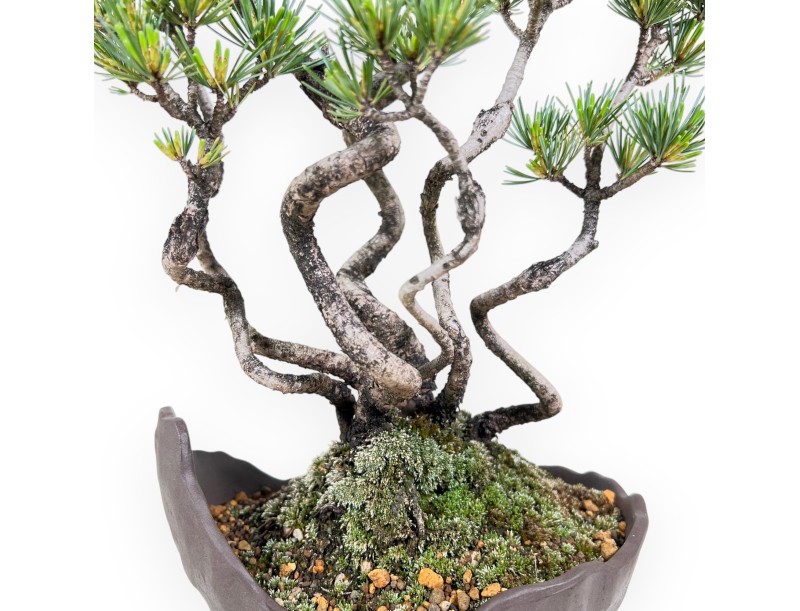 Bonsai of Pinus Pentaphylla 40 cm | Half-moon stoneware pot