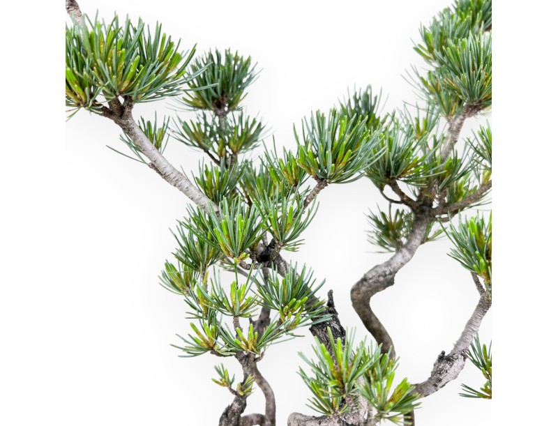 Bonsái de Pinus Pentaphylla 40 cm| Maceta media luna de gres