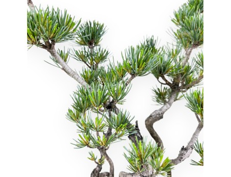 Bonsaï de Pinus Pentaphylla 40 cm | Pot demi-lune en grès