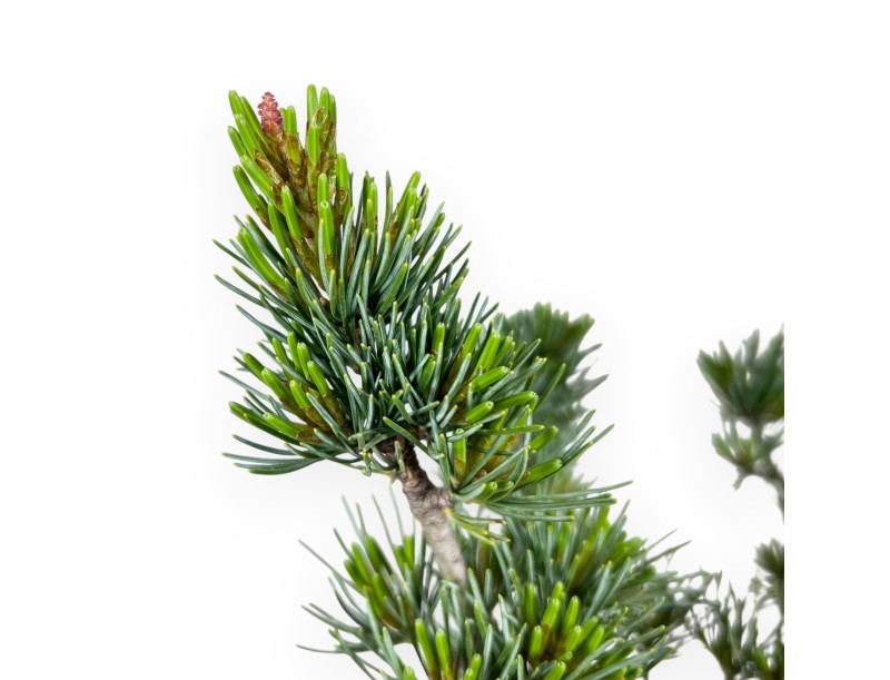 Bonsai di Pinus Pentaphylla da 40 cm| Vaso mezzaluna in grès