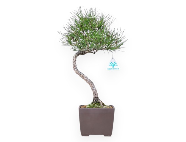 Bonsai di Pinus thunbergii da 42 cm | Vaso quadrato grès