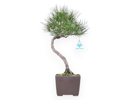Bonsaï de Pinus thunbergii de 42 cm | Pot carré en grès