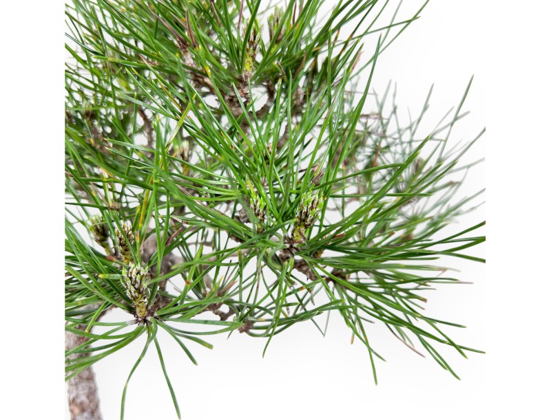 Bonsai of Pinus thunbergii of 42 cm | Square stoneware pot
