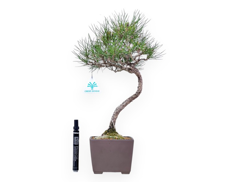 Bonsaï de Pinus thunbergii de 42 cm | Pot carré en grès