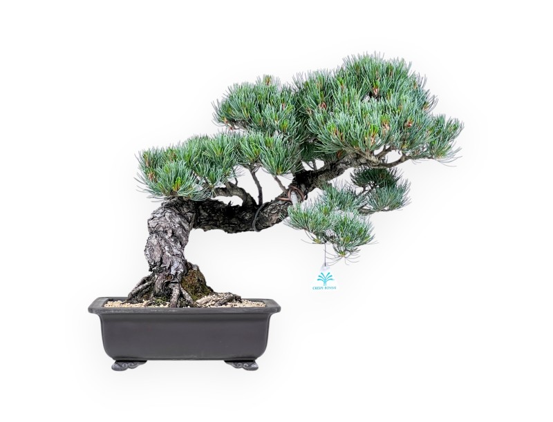 Bonsai di Pinus Pentaphylla 49 cm| Vaso rettangolare in grès