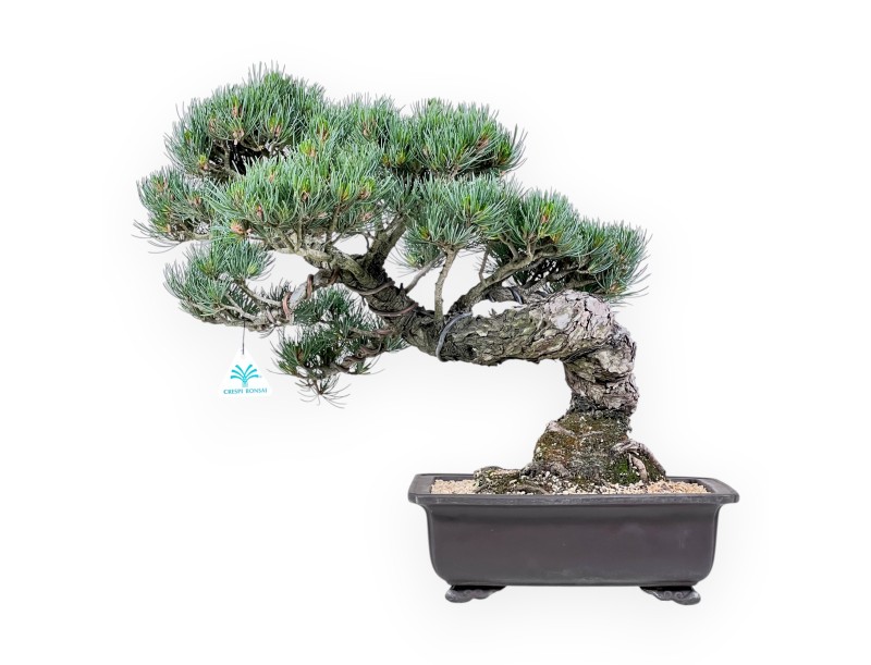 Bonsai of Pinus Pentaphylla of 49 cm | Rectangular stoneware pot