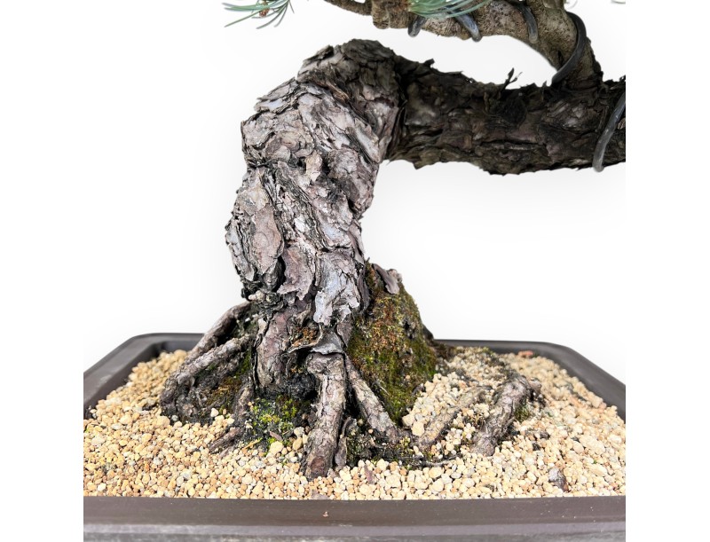 Bonsai van Pinus Pentaphylla 49 cm | Rechthoekig ongeglazuurde pot