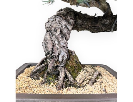 Bonsai of Pinus Pentaphylla of 49 cm | Rectangular stoneware pot