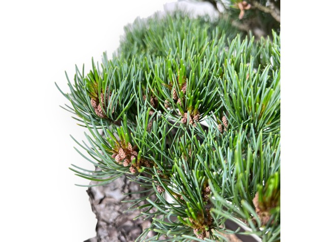 Bonsai of Pinus Pentaphylla of 49 cm | Rectangular stoneware pot 2