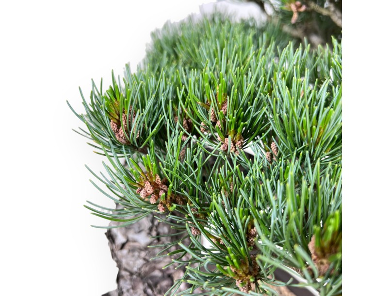 Bonsai of Pinus Pentaphylla of 49 cm | Rectangular stoneware pot