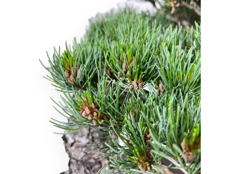 Bonsai of Pinus Pentaphylla of 49 cm | Rectangular stoneware pot
