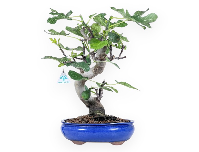 Bonsaï de Ficus carica de 46 cm | Pot ovale bleu