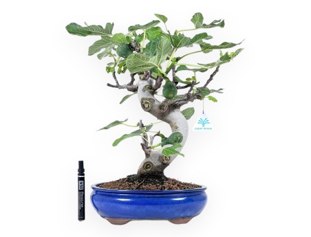 Bonsaï de Ficus carica de 46 cm | Pot ovale bleu