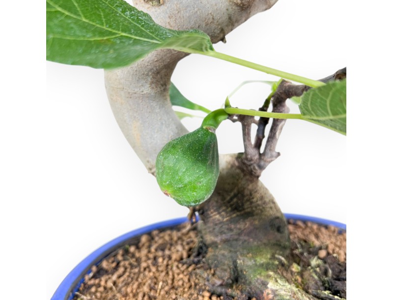 Bonsai von Ficus carica von 46 cm | Oval blau Topf