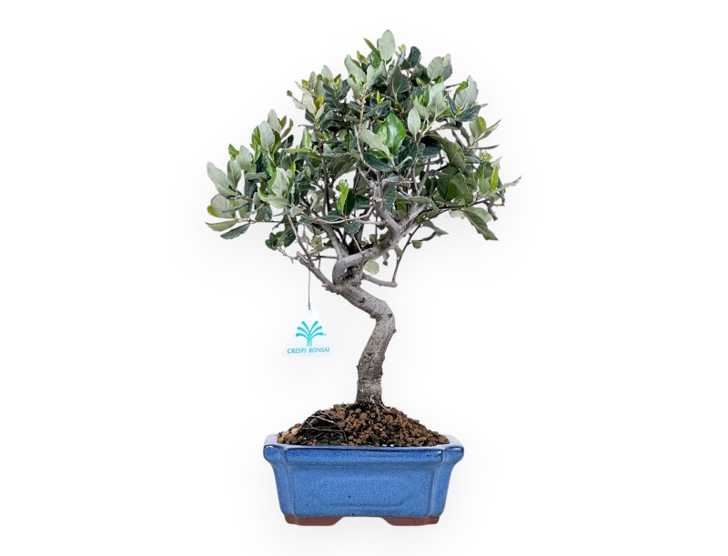 Bonsai van Quercus suber van 37 cm | Blauw rechthoekige pot