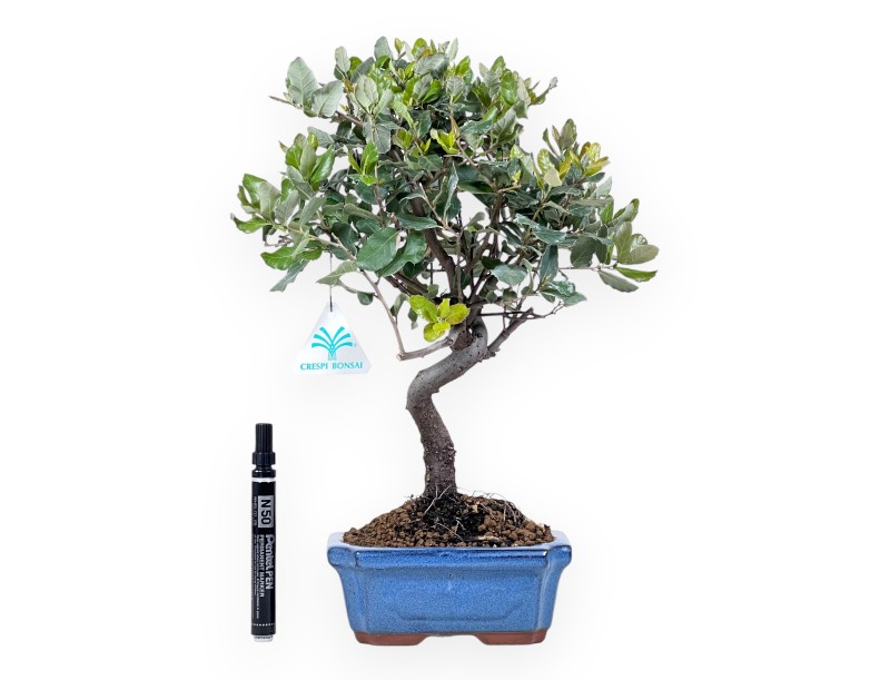 Bonsaï de Quercus suber de 37 cm | Pot rectangulaire bleu