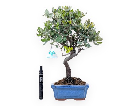 Bonsai van Quercus suber van 37 cm | Blauw rechthoekige pot