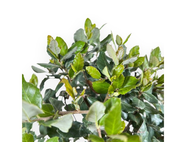 Bonsai of Quercus suber of 37 cm | Blue rectangular pot 2