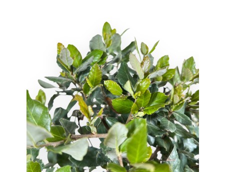 Bonsaï de Quercus suber de 37 cm | Pot rectangulaire bleu