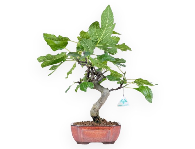 Bonsaï de Ficus carica de 42 cm | Pot rectangulaire bronze