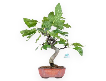 Bonsai von Ficus carica von 42 cm | Rechteckig bronze Topf