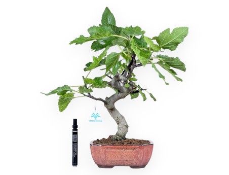 Bonsai of Ficus carica of 42 cm | Bronze rectangular pot