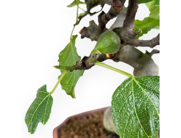Bonsai di Ficus carica da 42 cm | Vaso rettangolare bronzo 2