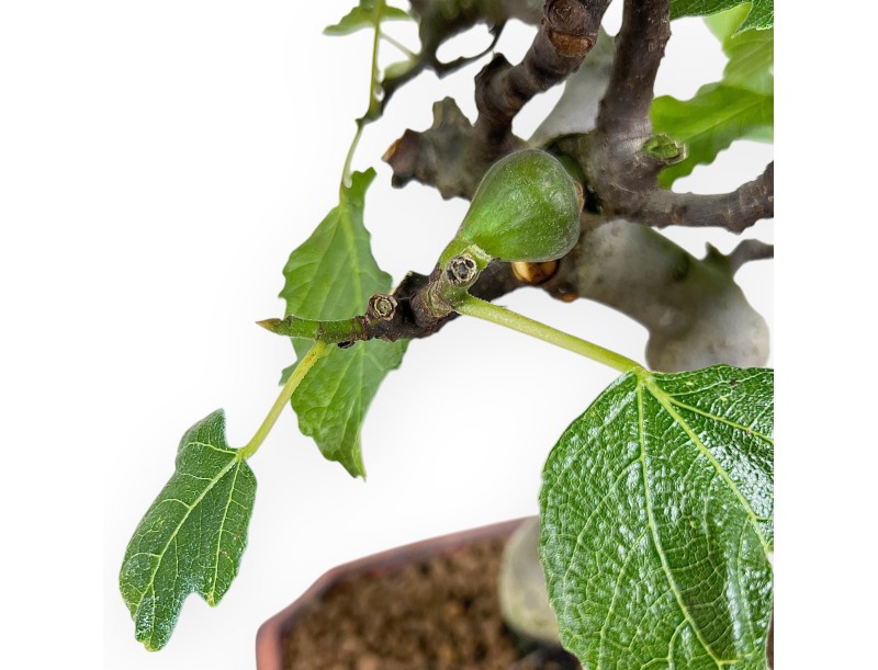 Bonsai von Ficus carica von 42 cm | Rechteckig bronze Topf