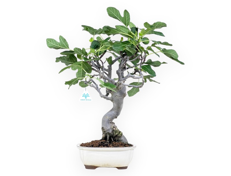 Bonsaï de Ficus carica de 55 cm | Pot à nuage crème