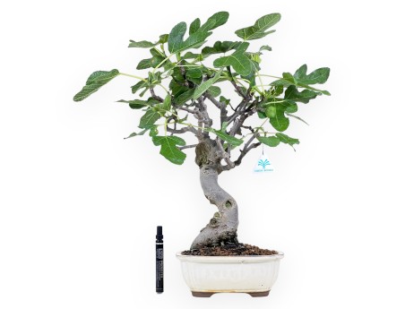 Bonsaï de Ficus carica de 55 cm | Pot à nuage crème