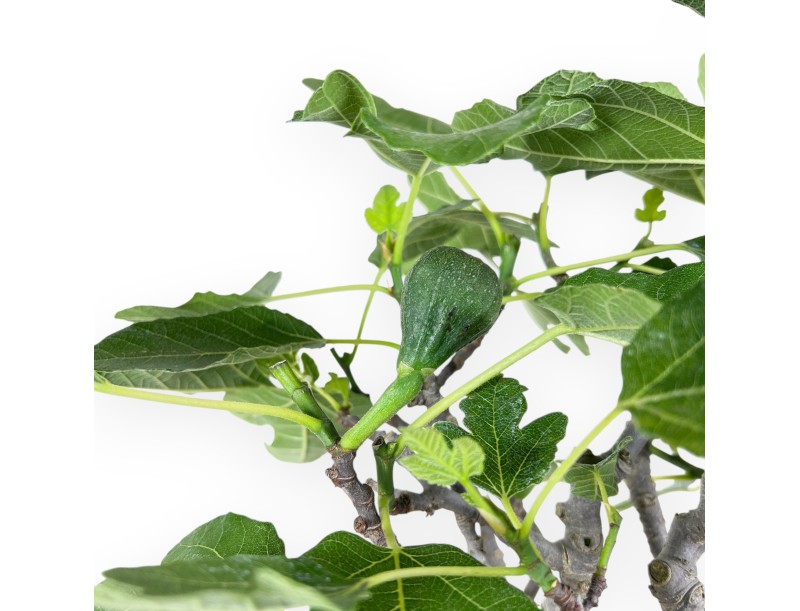 Bonsái de Ficus carica de 55 cm | Maceta nube crema