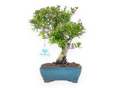 Bonsái de granado de 30 cm | Maceta rectangular verde