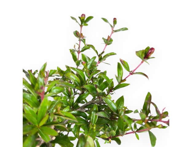 Bonsai van granaatappel van 30 cm | Rechthoekig groen pot 2