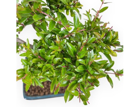 Bonsái de granado de 30 cm | Maceta rectangular verde