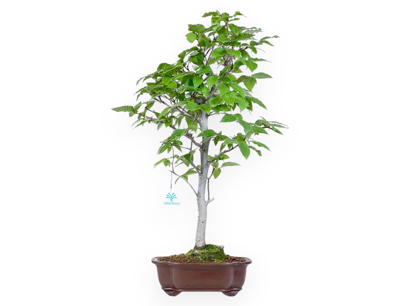 Bonsai of Japanese beech of 61 cm | Cloud stoneware pot