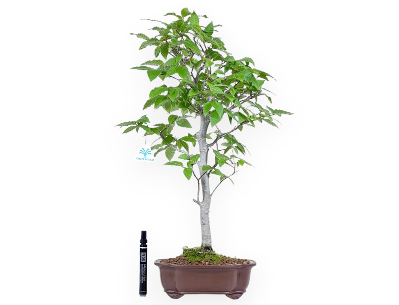 Bonsai of Japanese beech of 61 cm | Cloud stoneware pot