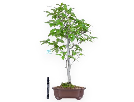 Bonsai of Japanese beech of 61 cm | Cloud stoneware pot