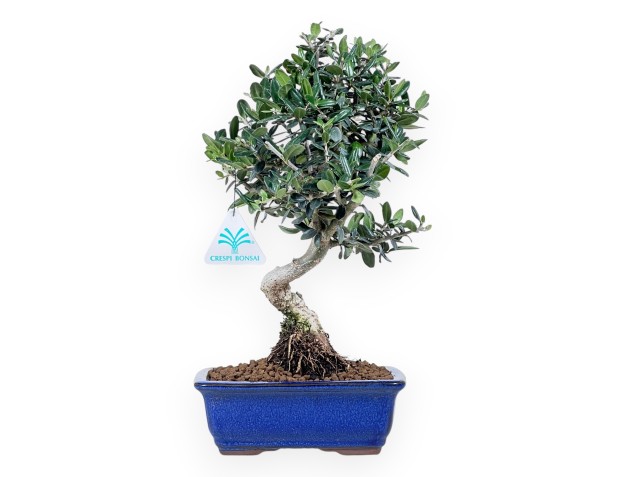 Bonsai van Olea van 34 cm | Blauw rechthoekig pot
