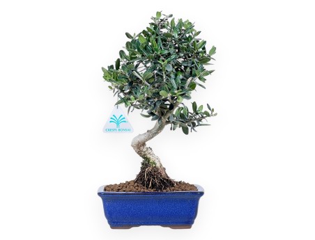 Bonsai von Olea von 34 cm | Blau rechteckig Topf