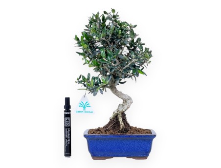 Bonsái de Olea de 34 cm | Maceta rectangular azul