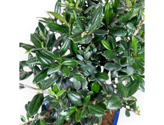 Bonsái de Olea de 34 cm | Maceta rectangular azul 2