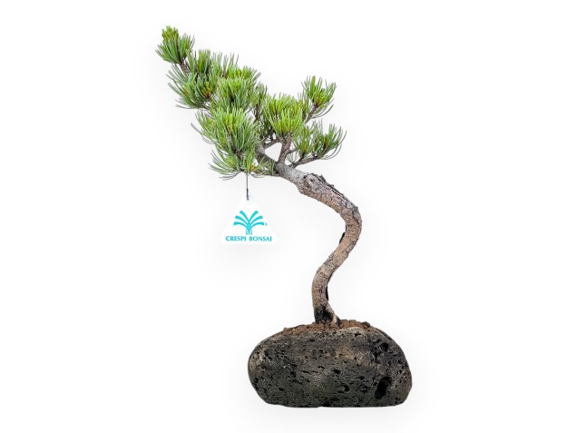 Bonsái de Pinus Pentaphylla 32 cm | Maceta de roca
