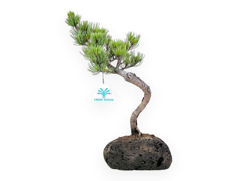 Bonsai di Pinus Pentaphylla da 32 cm | Vaso in roccia