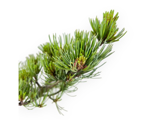 Bonsái de Pinus Pentaphylla 32 cm | Maceta de roca 2