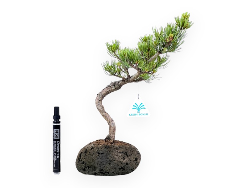 Bonsái de Pinus Pentaphylla 32 cm | Maceta de roca